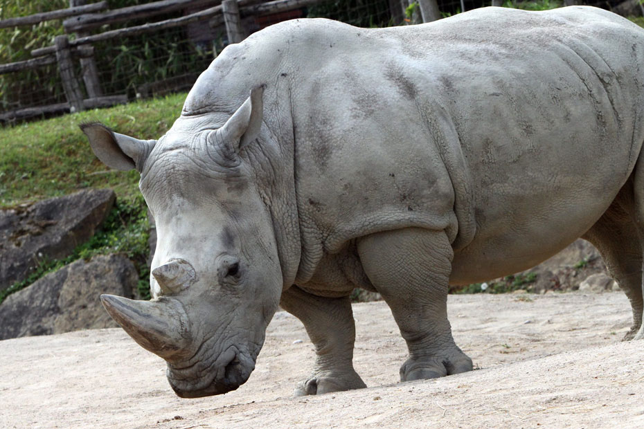 UN RHINOCEROS ABATTU AU ZOO DE THOIRY, SA CORNE SCIEE PAR DES INTRUS
