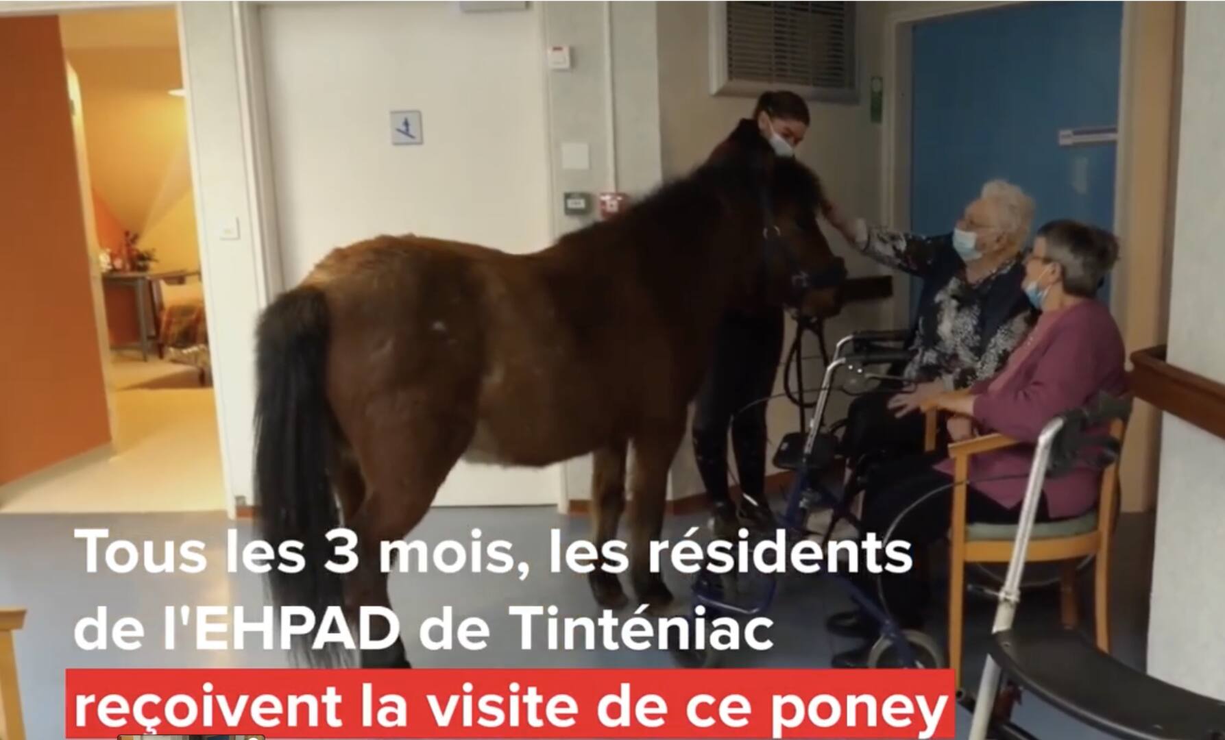 UN PONEY DANS UN EHPAD. ZOOTHÉRAPIE ET MÉDIATION ANIMALE