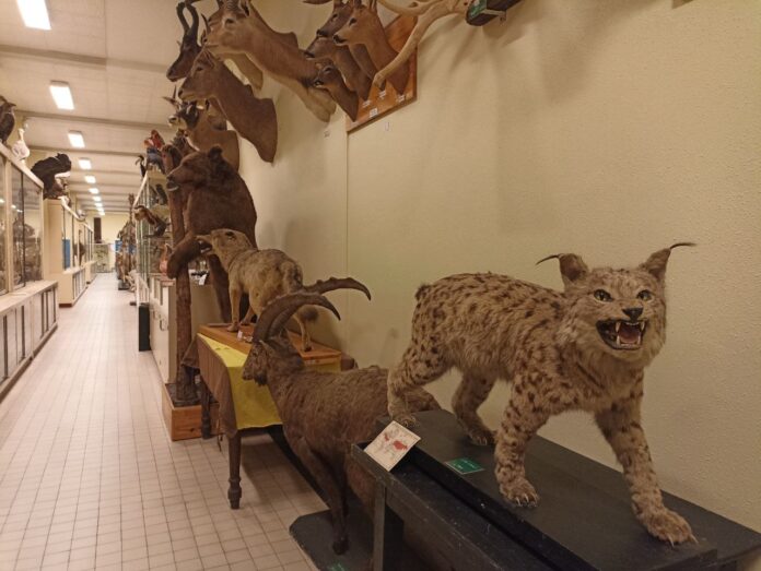 collection-zoologie-rennes-1-alain-canard