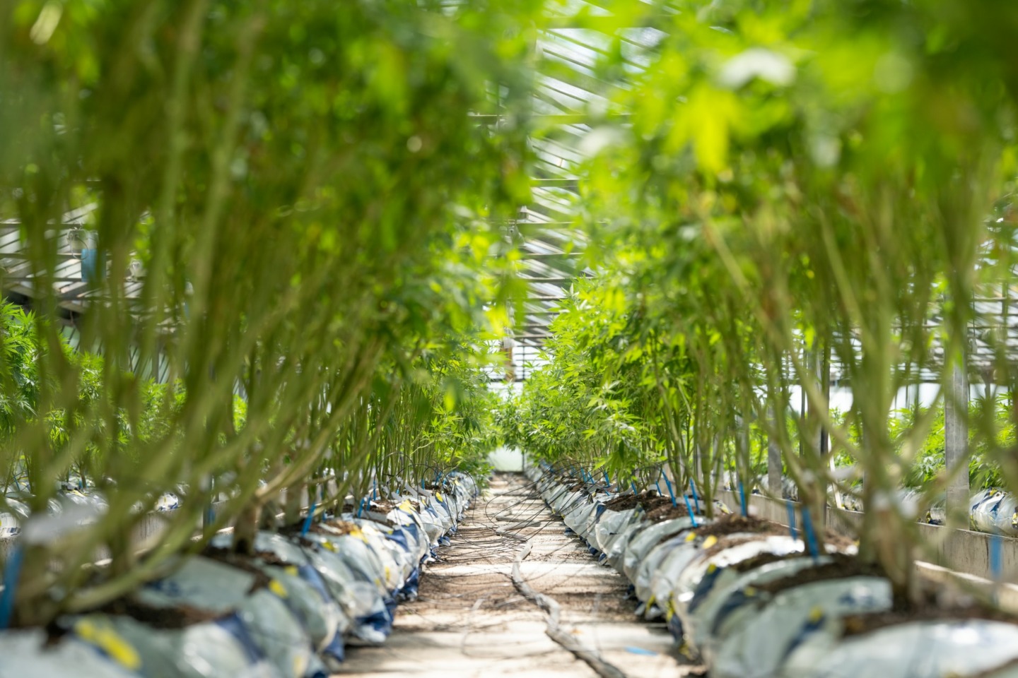 CBD. Le chemin sinueux de la légalité