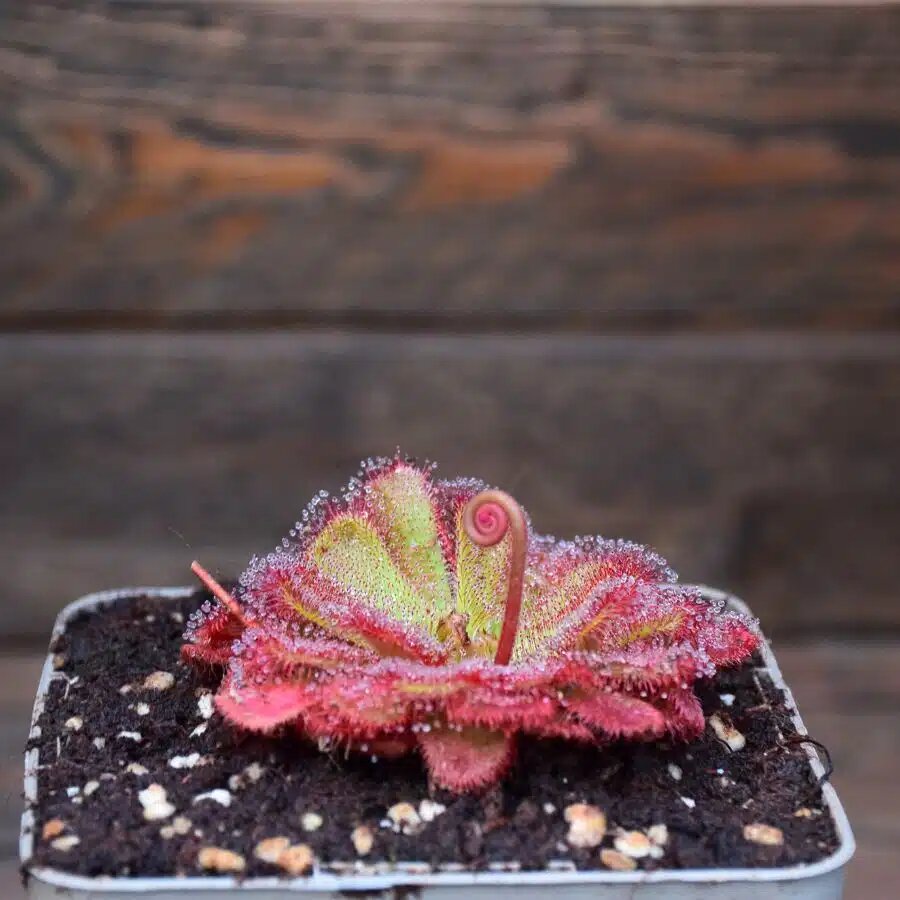 Drosera Alan