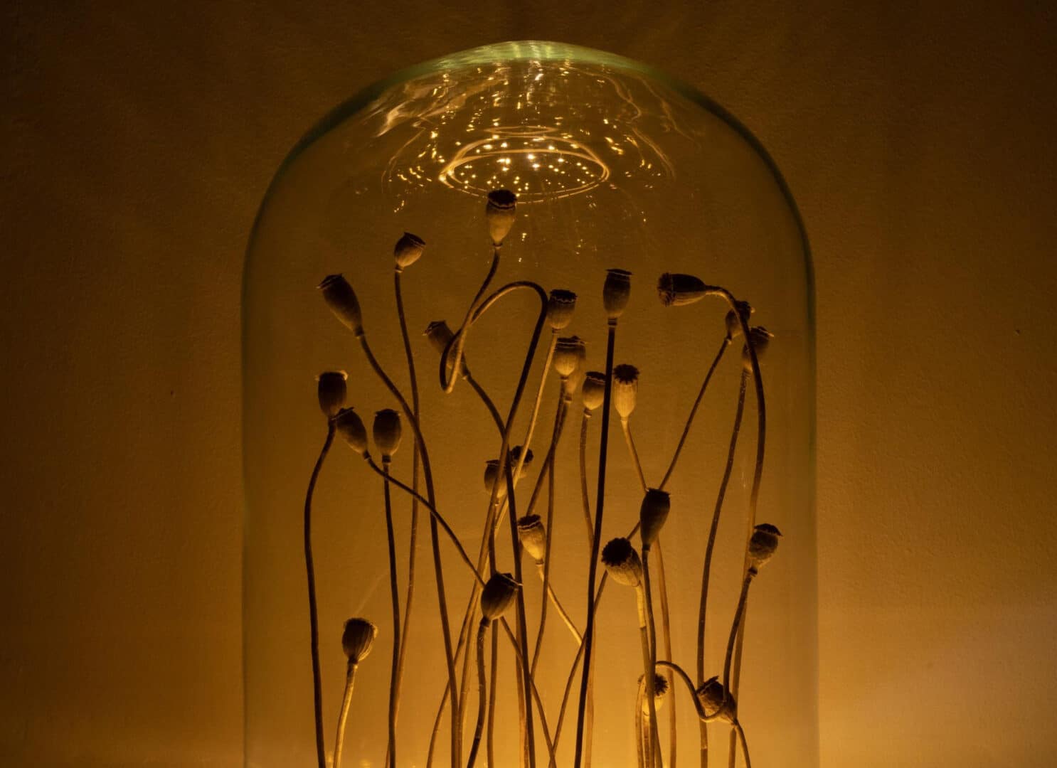 LA MOISSON DE NOS LANGUES, UNE EXPO ONIRIQUE ET LUMINEUSE À LANDIVISIAU