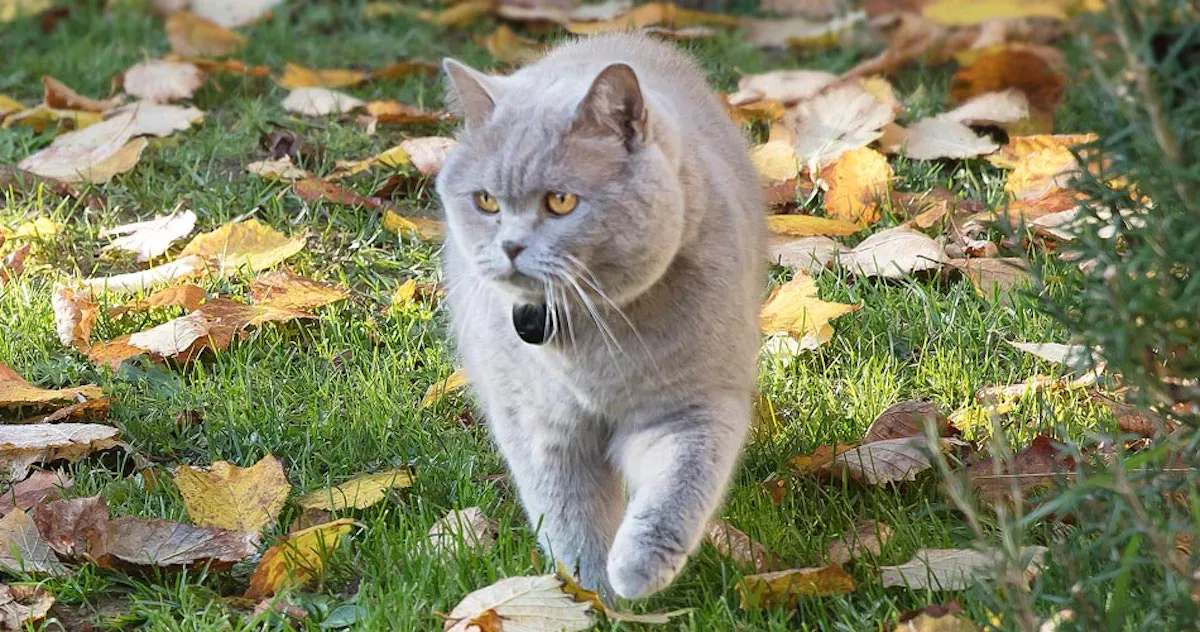 RENNES. LE MÉDAILLON FEELLOO FILE OÙ VOTRE CHAT VA