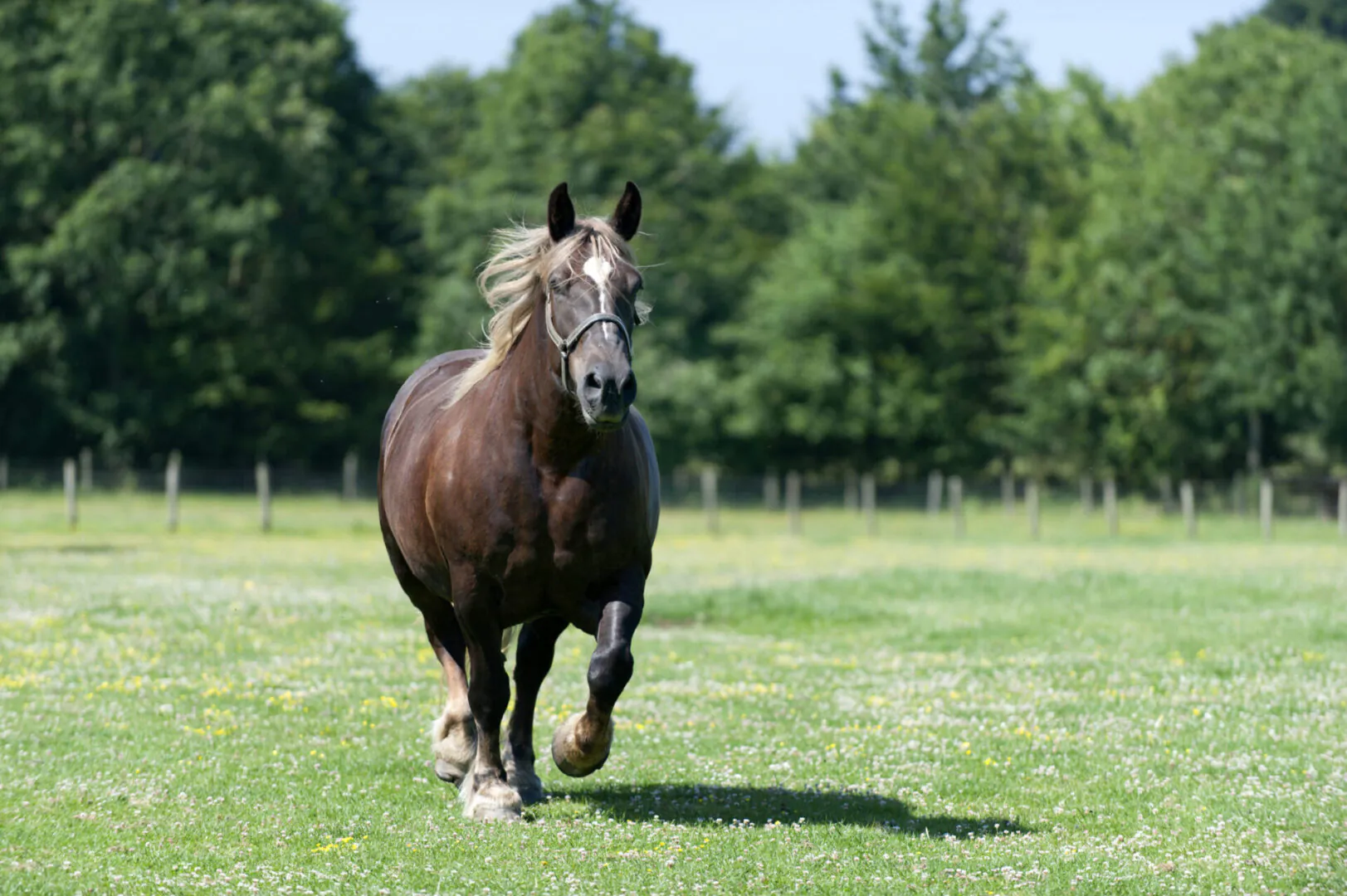 Fête du cheval de trait - Loudéac