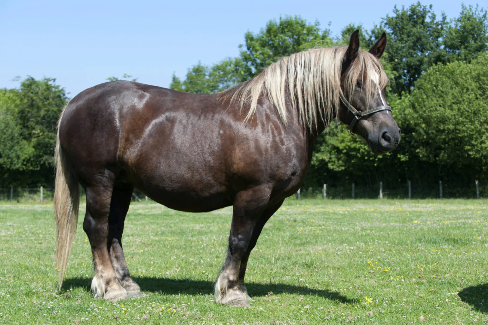 Fête du cheval de trait - Loudéac