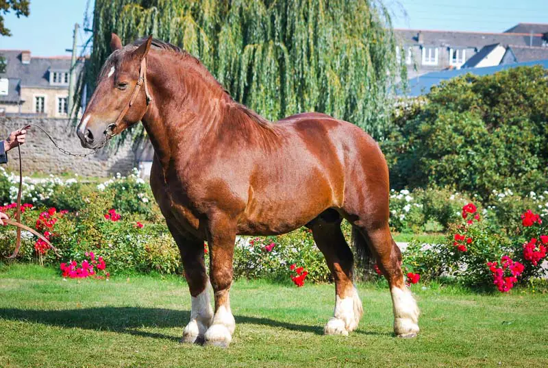 Fête du cheval de trait - Loudéac