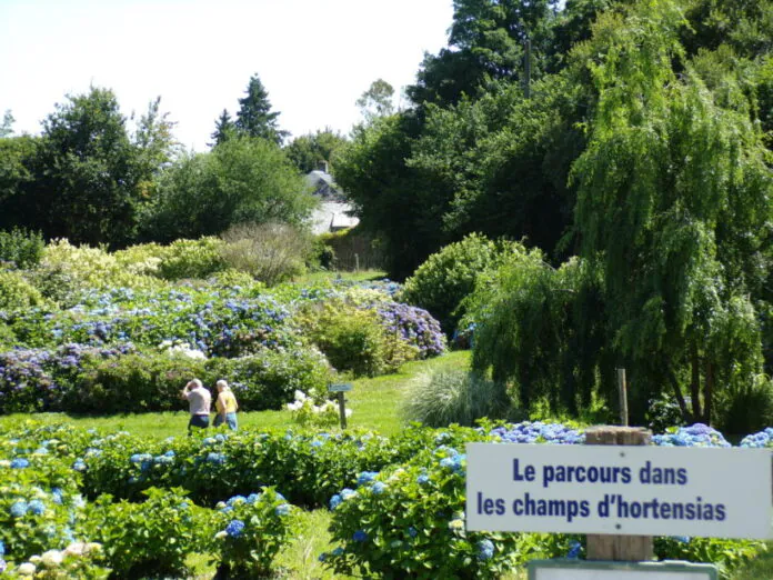 Hortensias du Haut-Bois - Taupont