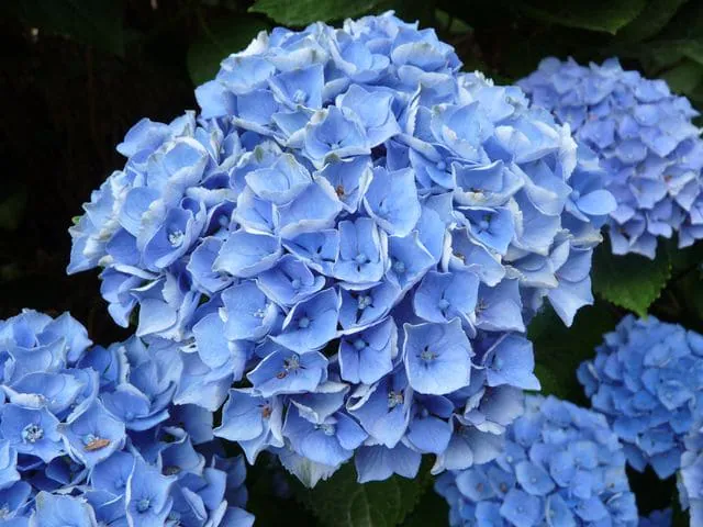 Hortensias du Haut-Bois - Taupont