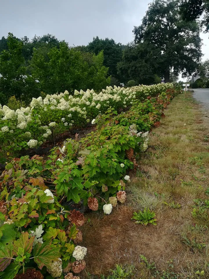 Hortensias du Haut-Bois - Taupont