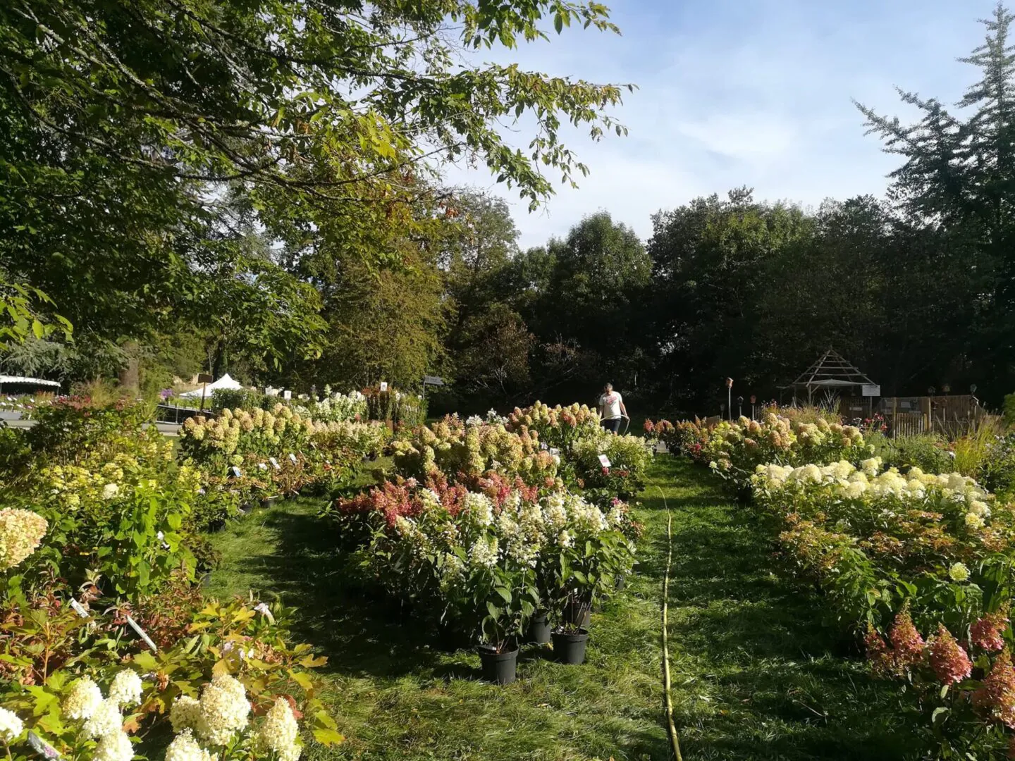 Hortensias du Haut-Bois - Taupont