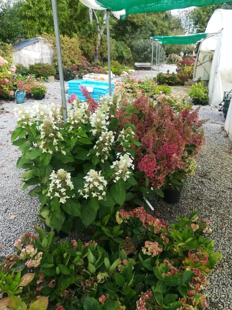 Hortensias du Haut-Bois - Taupont