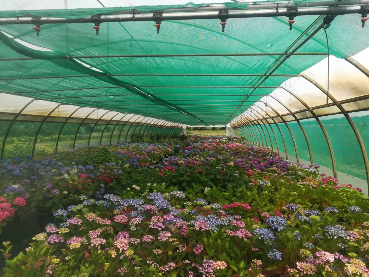 Hortensias du Haut-Bois - Taupont