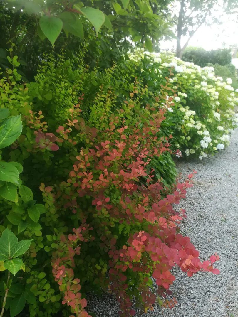 Hortensias du Haut-Bois - Taupont