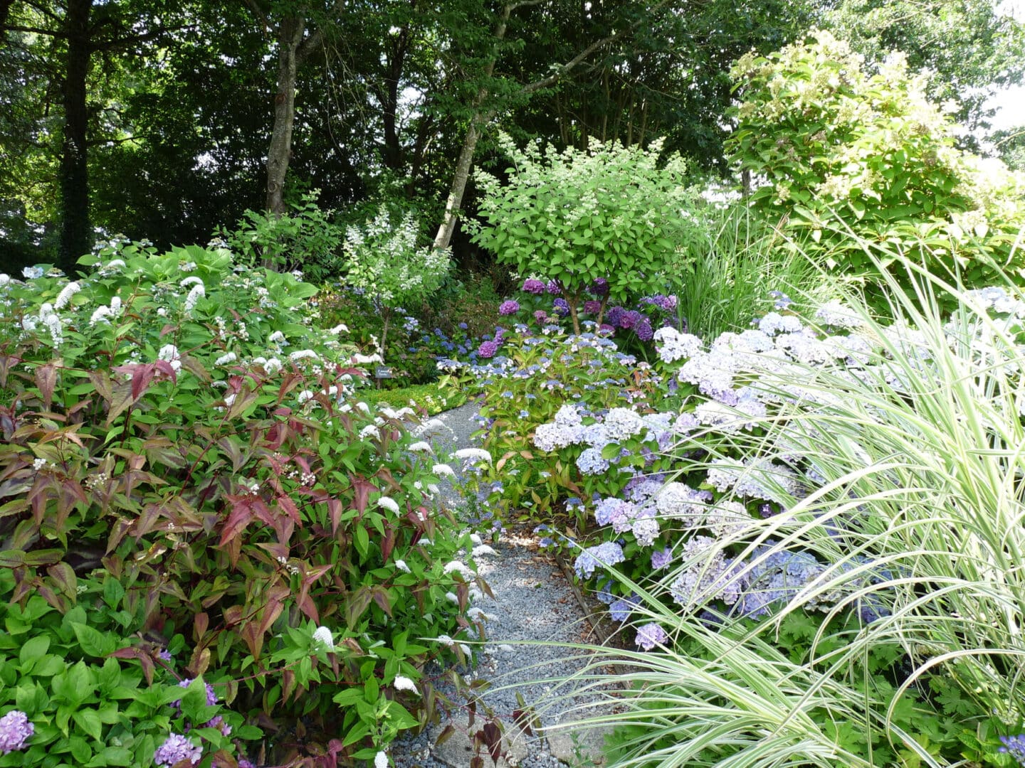 Hortensias du Haut-Bois - Taupont
