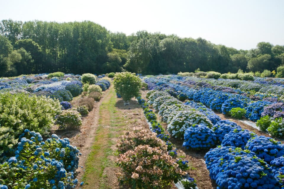 Hortensias du Haut-Bois - Taupont