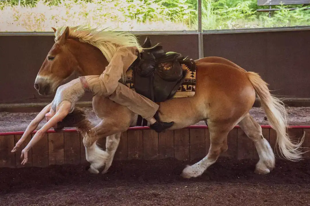 La cie Plume de Cheval - Haras Hennebont