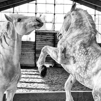 La cie Plume de Cheval - Haras Hennebont