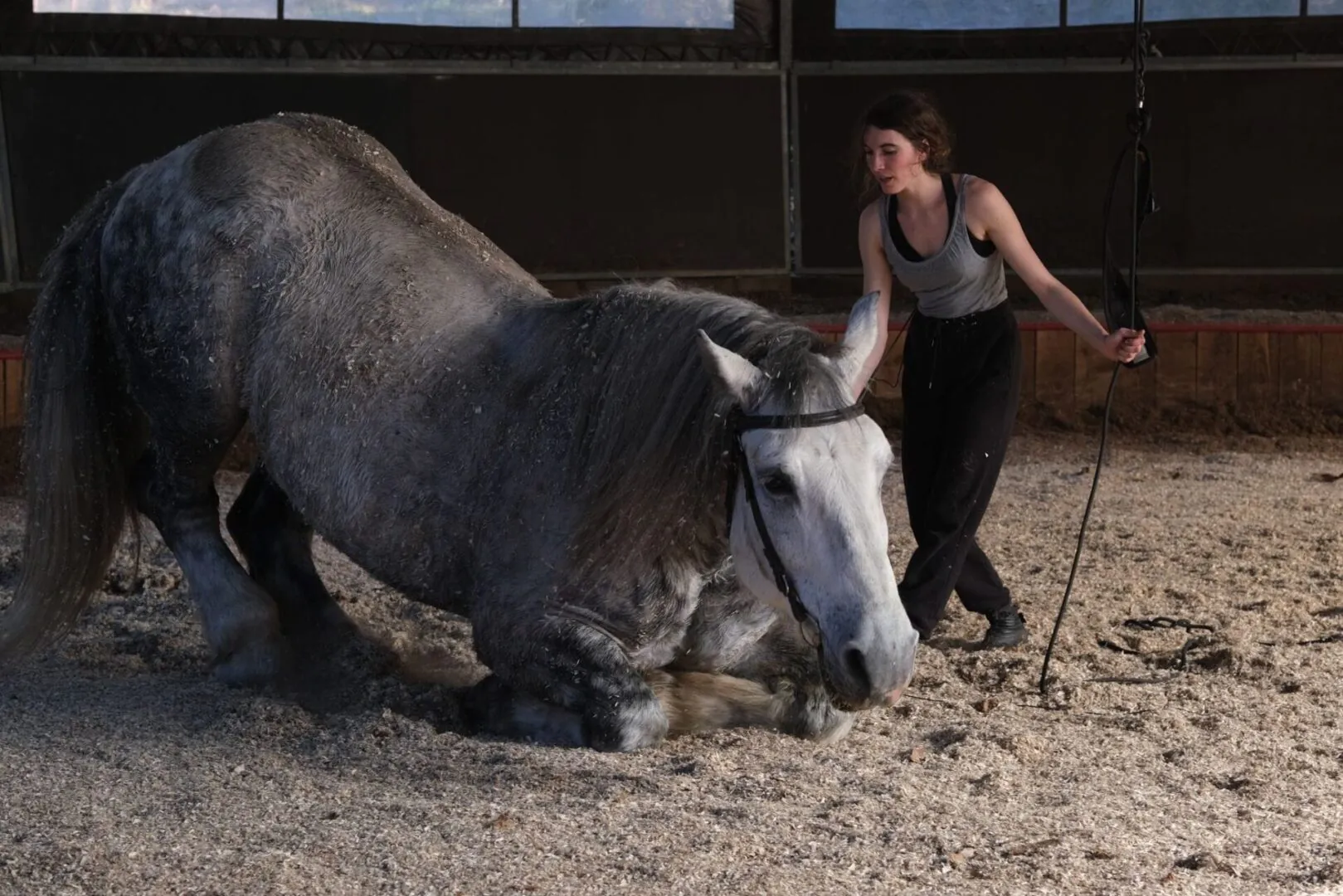 La cie Plume de Cheval - Haras Hennebont