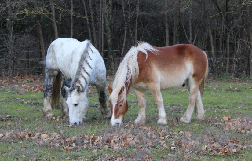 La cie Plume de Cheval - Haras Hennebont