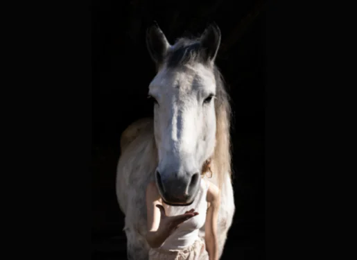 La cie Plume de Cheval - Haras Hennebont