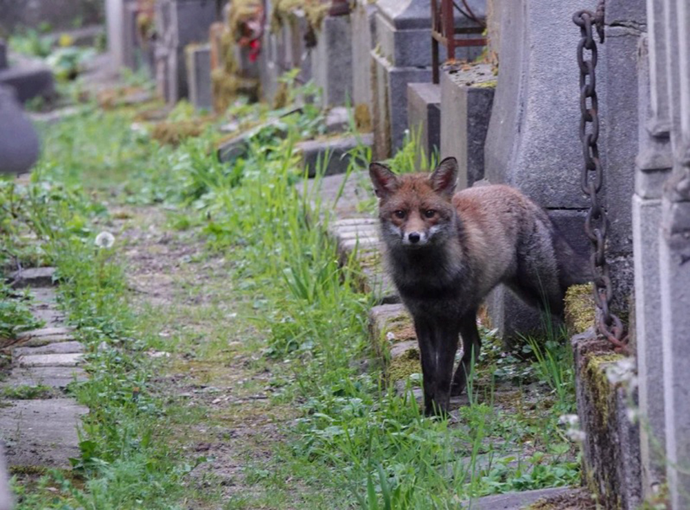 La vie secrète d’un cimetière de Benoit Gallot, une balade vivante au Père Lachaise