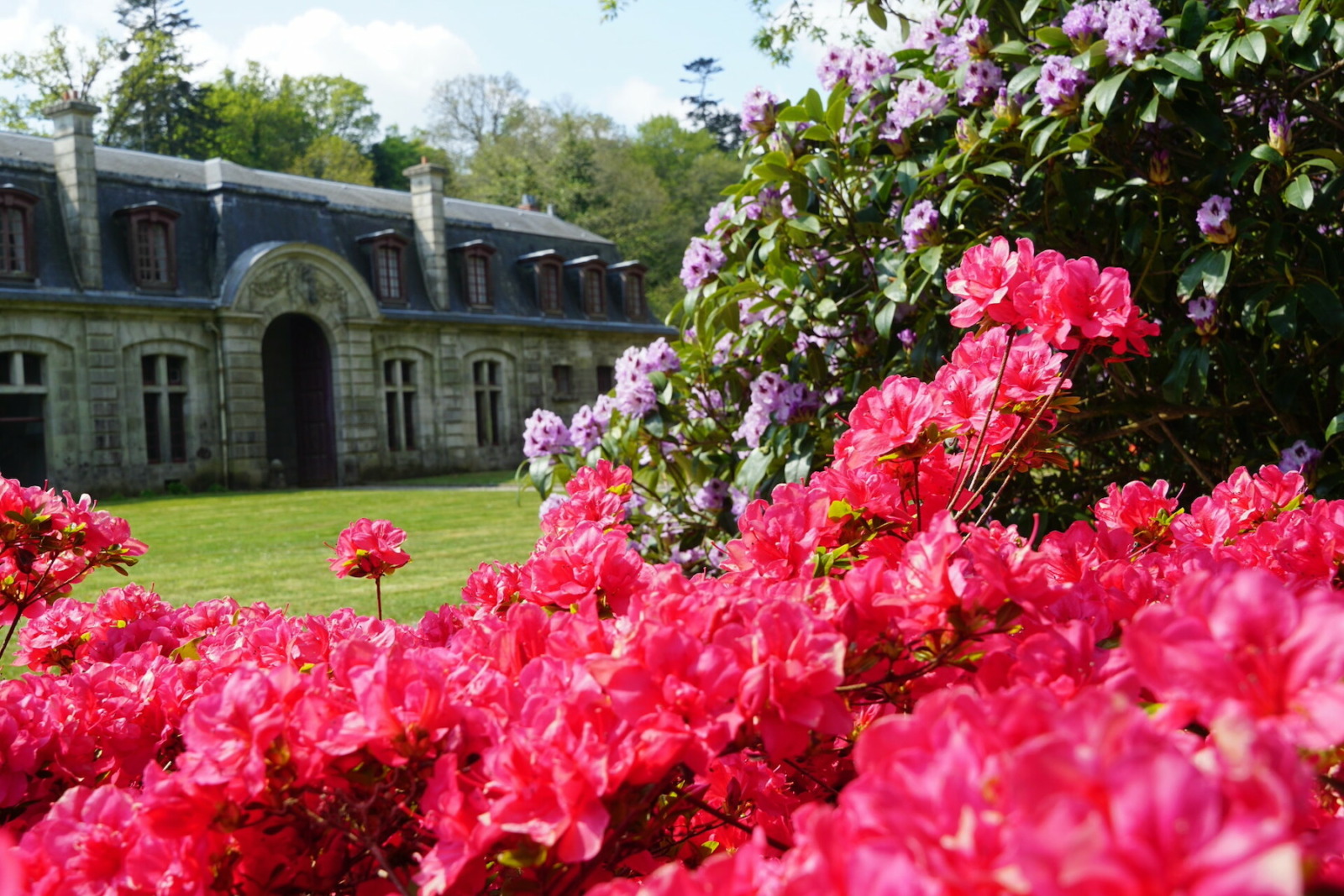 FINISTÈRE. LES RHODODENDRONS DU DOMAINE DE TRÉVAREZ, UNE COLLECTION NATIONALE