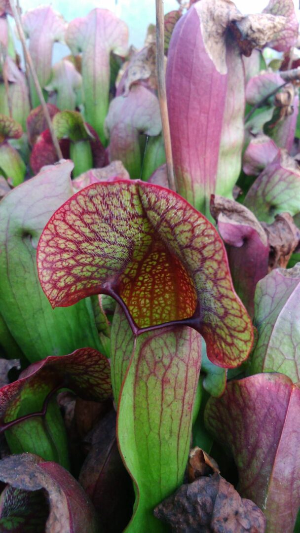 Sarracenia Alan