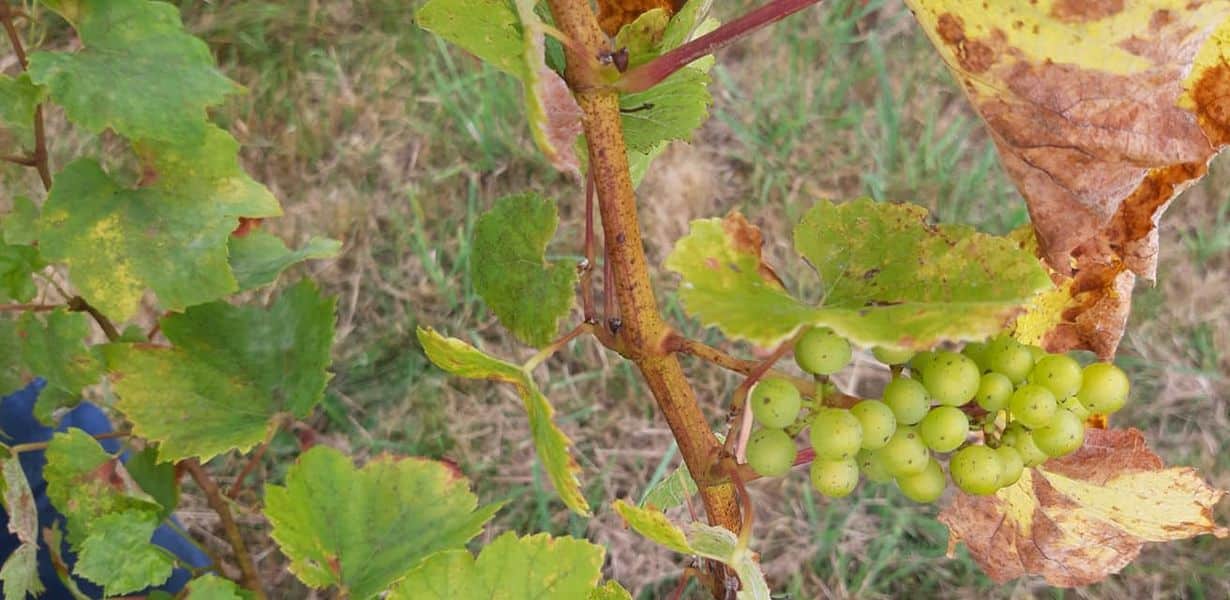 MONT DOL. PREMIERS GRAINS DE CHARDONNAY POUR LE VIN COTE DU MOULIN