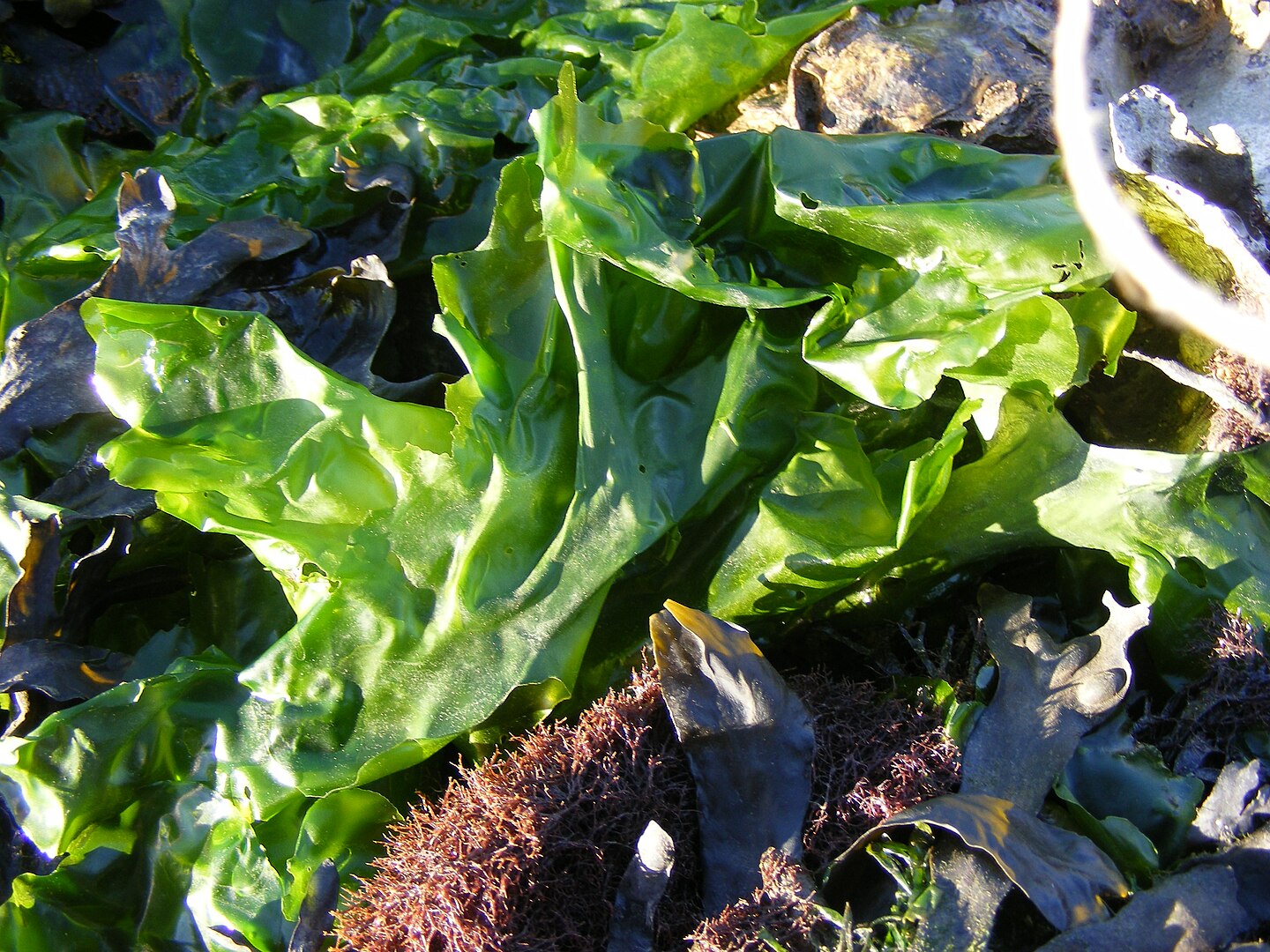 Algues comestibles ferme marine Cancale