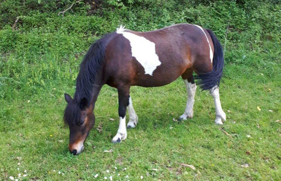 CONFINEMENT 2, DEUXIÈME CAMPAGNE CAVALIER SOLIDAIRE