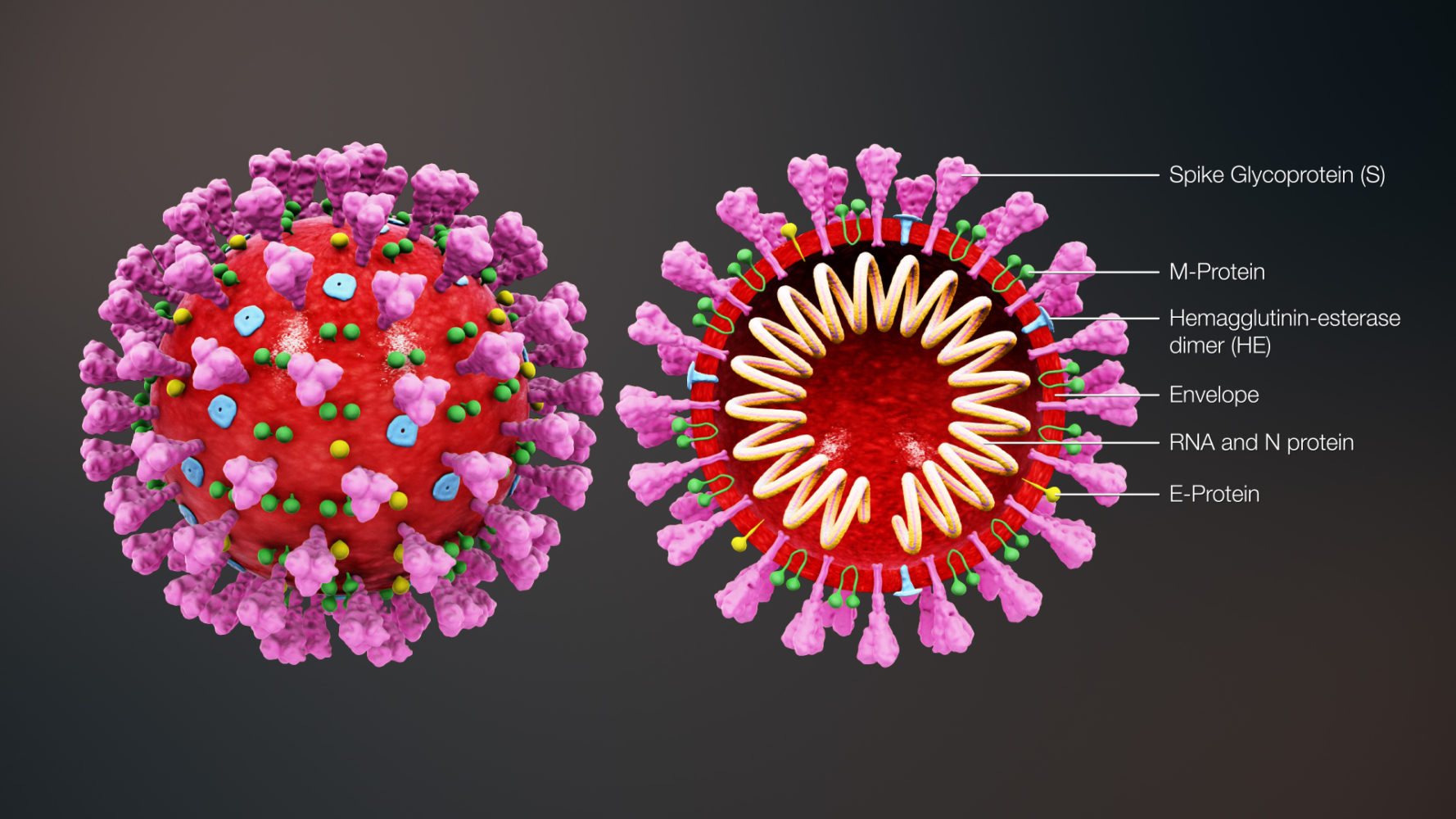 LE COVID 19 SERAIT UN VIRUS MANIPULÉ SELON LUC MONTAGNIER