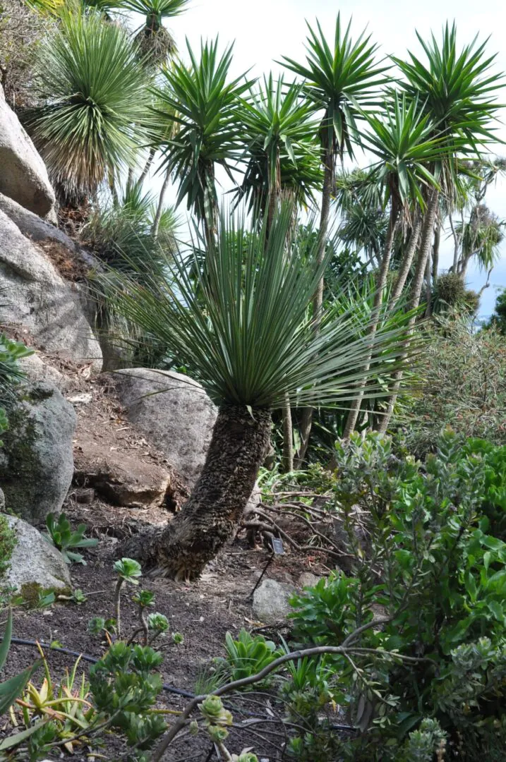 Jardin Exotique Botanique Roscoff