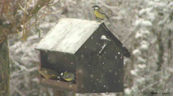 L’ornithologie à la portée des grands et des petits