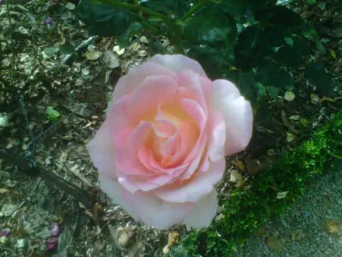 Pour la floraison de juin, le parc du Thabor s’habille de rose