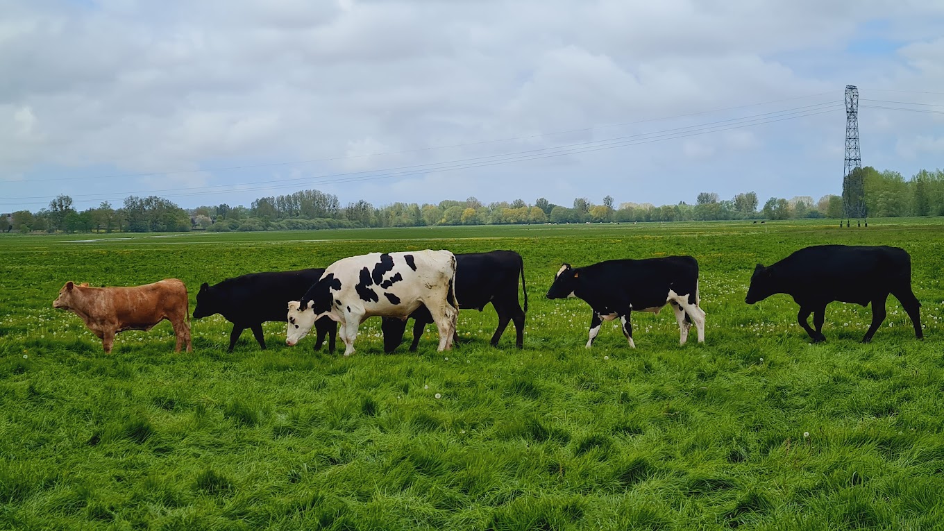 Le Marais de Sougéal