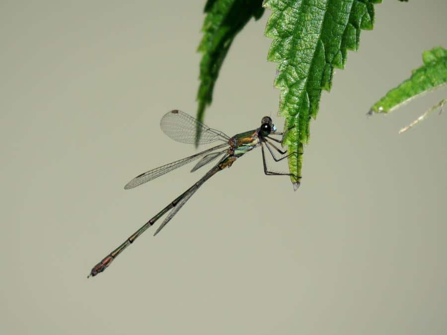 Le Marais de Sougéal