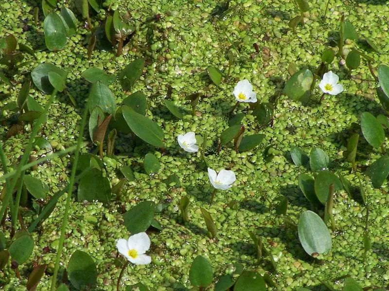 Le Marais de Sougéal