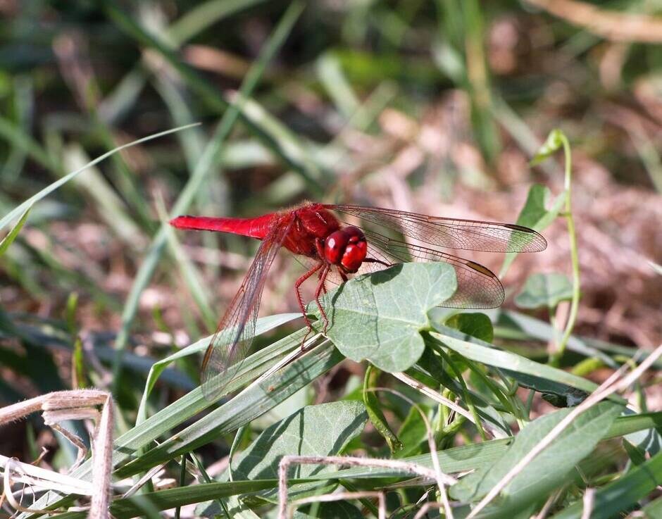 Bretagne Vivante