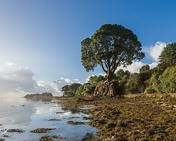 Arbres remarquables - Morbihan