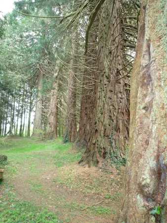 Arbres remarquables -Morbihan