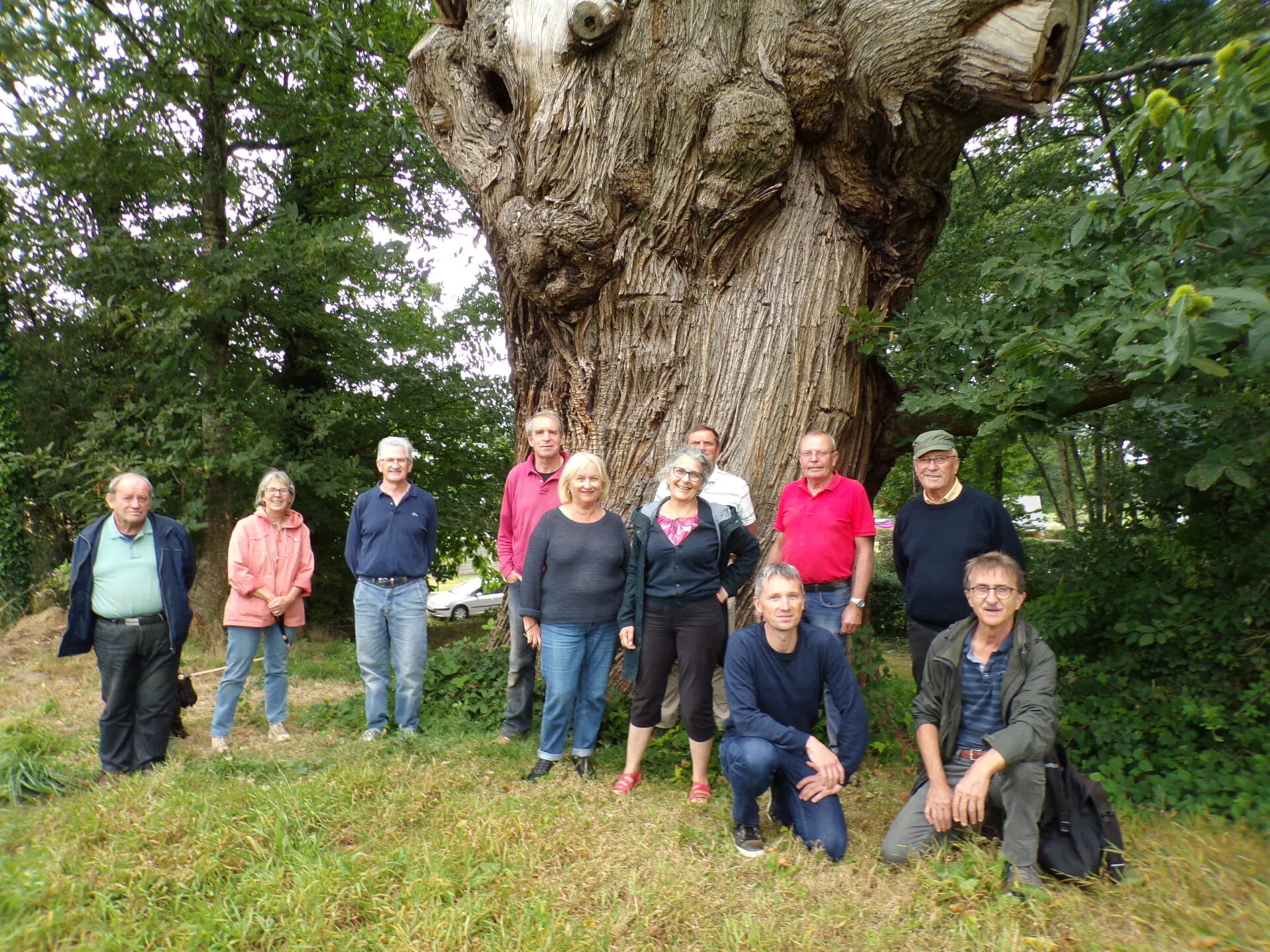 Arbres remarquables -Morbihan