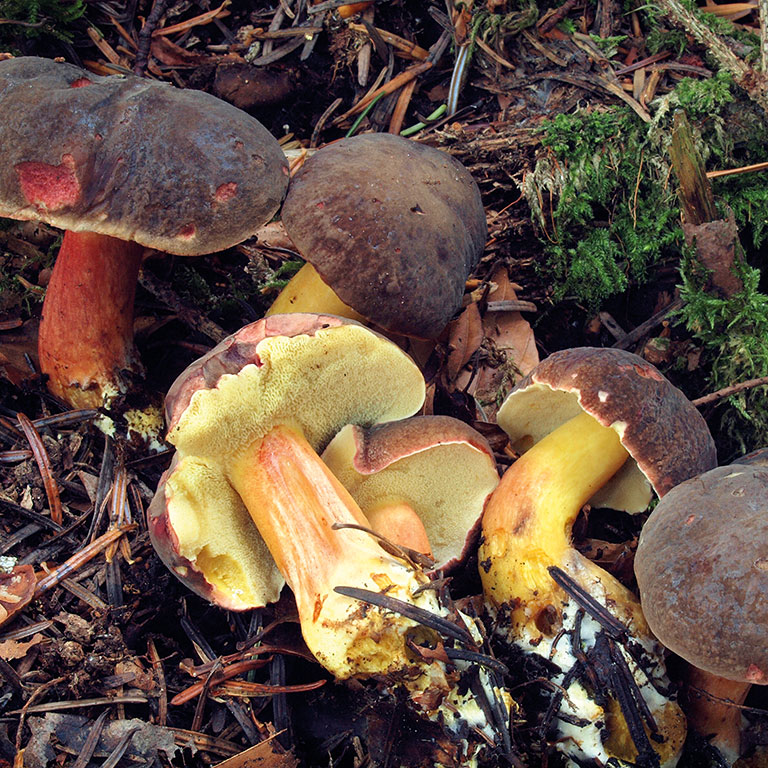 Association mycologique de Ploemeur