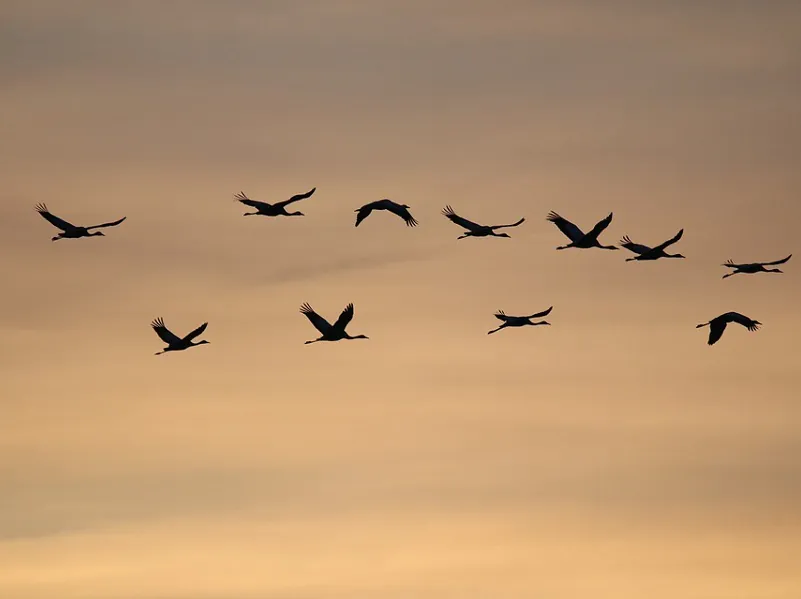 La migration des oiseaux