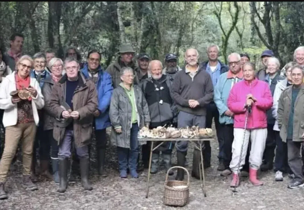 cueillette champignon mycologique