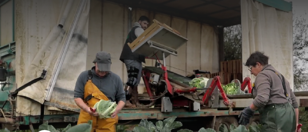 baraque libre service légumes