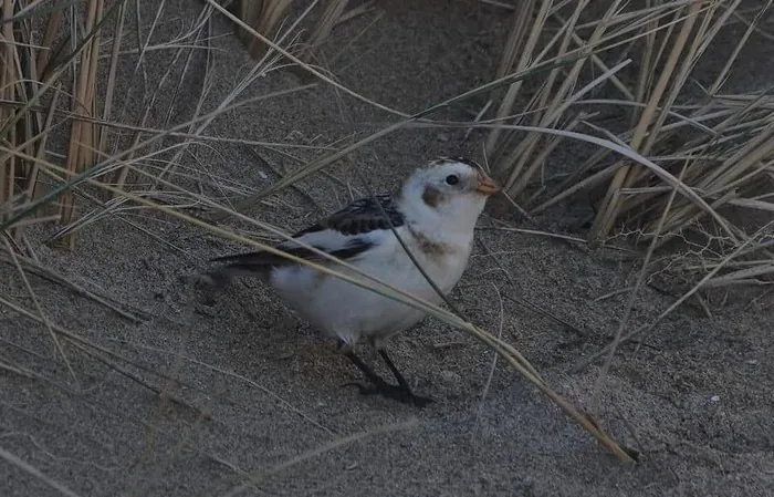 Les Oiseaux de la vallée Chevreuse