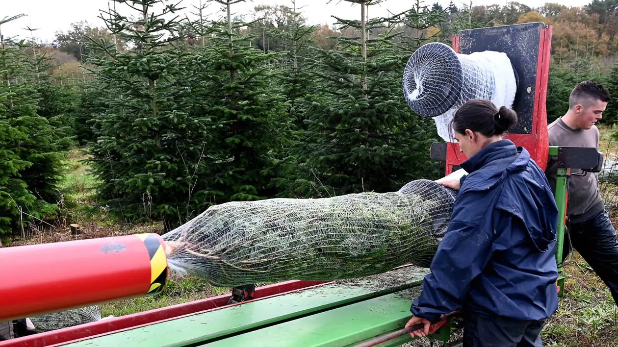 sapins de Noël