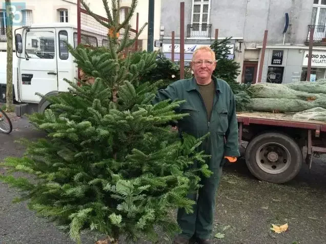 sapins de Noël