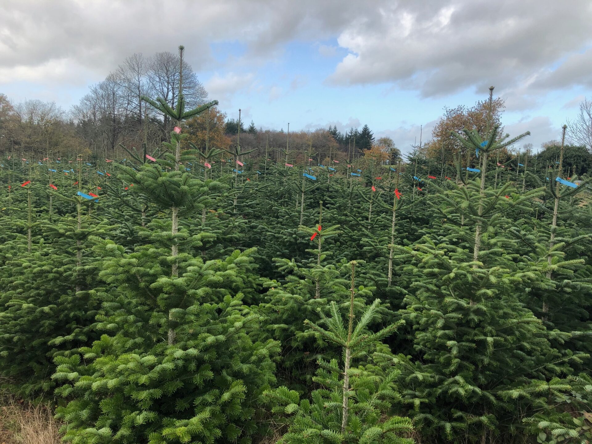 sapins de Noël