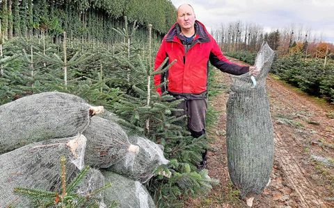 sapins de Noël